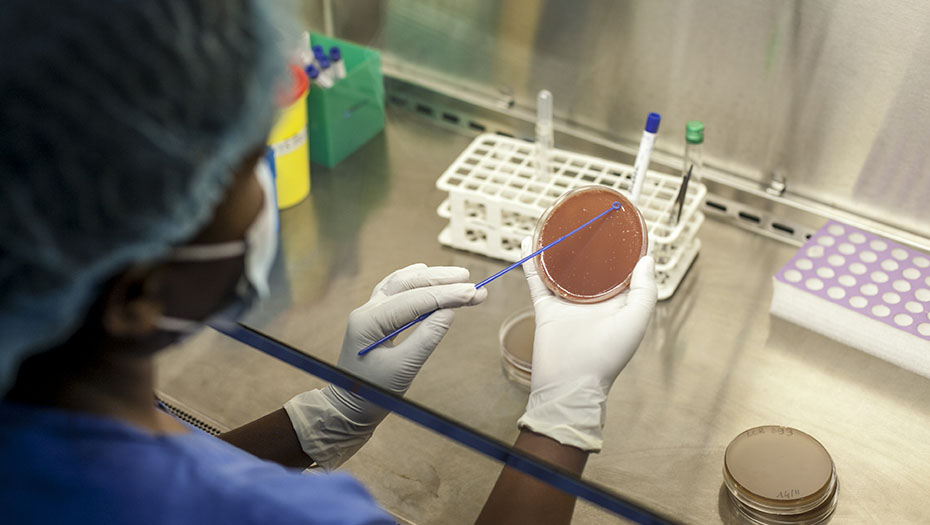 Personne en blouse et gants manipulant une boîte de Pétri avec une anse de prélèvement sur un plan de travail de laboratoire.